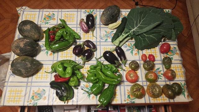 Contenido de la cesta de la semana sobre una mesa con hule.
A la derecha, abajo, unos tomates. Encima unas hojas de berza asa de cántaro.
Hacia el centro, tres montones de pimientos, berenjenas, pepinos y un melón.
Y a la izquierda, tres melones más.