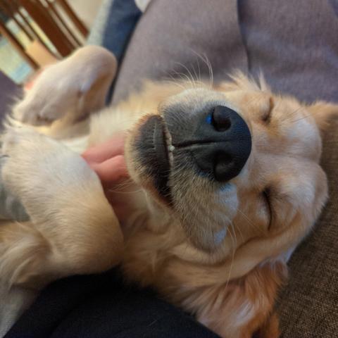A close-up photo of a Golden's face, eyes closed, paws raised, thoroughly enjoying cuddles from the human