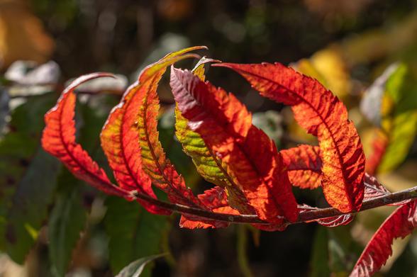 Photograph of a sumac branch lined with orange fall leaves. Sumac have a central stem or trunk and branches that radiate from the top of central trunk in an umbrella-like shape. The branches have long leaves with serrated edges and a pointed end that extend from and line each side of the branch. Normally the leaves droop downward but this branch appear to be flipped over because the leaves point up and leaf tips pull together creating a claw-shaped structure.