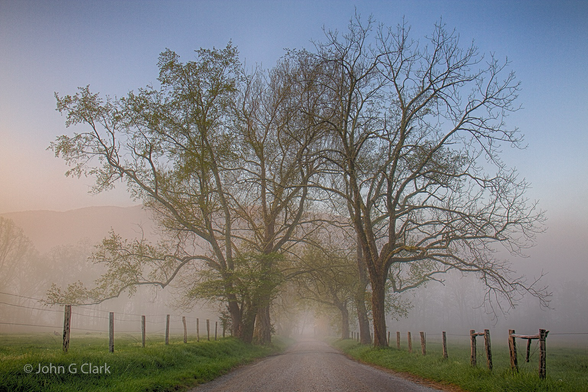 Small fence lined dirt road leading toward two large trees at the end. A light fog is in the air.