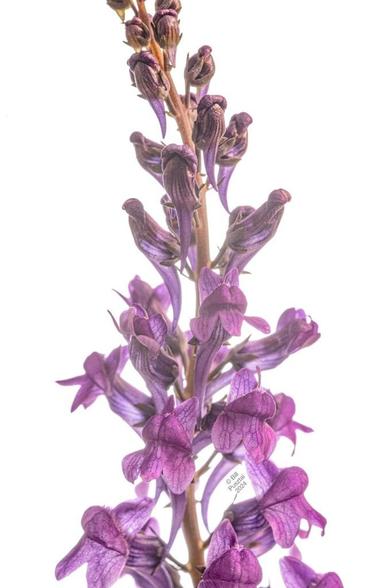 On a white ground, a spike of many smaller flowers, Each is in the shape of the "dragon"  in snapdragons, and is a light purple with more intense veining. Several are open and many more in bud.