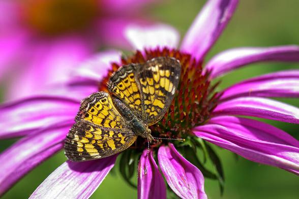 A butterfly with intricate yellow and black patterns rests on the vibrant petals of a purple flower. The green background enhances the contrast, highlighting the delicate details of both the butterfly and the blossom.  Photo Art by Debra Martz