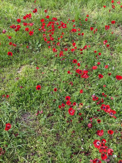 Photo of red flowers blooming in a green field in the south of Israel where the massacre happened