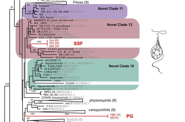 evolutionary tree and a simple drawing of a microbial cell