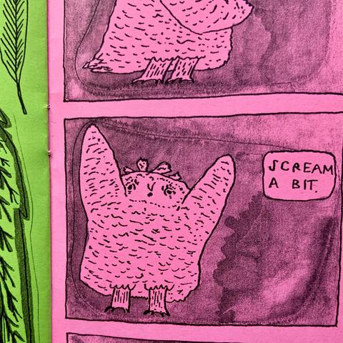 Here is Oat the owlet, wings up, screaming a bit. Living in the toad cave can be frustrating at times.