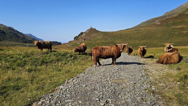 A herd of Highland cows graze in a scenic Scottish landscape with rolling hills and a clear blue sky. There are six cows in the photo. One stands square on the trail, looking into the camera.