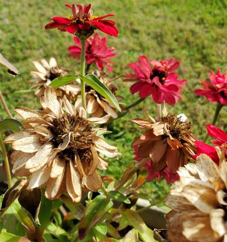 Red zinnias, gone to seed. Some blooms are still bright & haven't gone to seed yet.