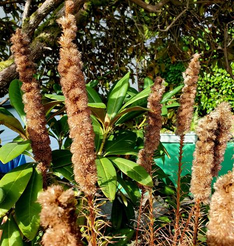Liatris flower spikes, all gone to seed. They look like fluffy tan pillars.