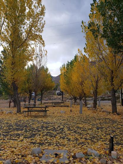 Yellow leaved aspen trees at a campground with a picnic table in the middle ground and yellow autumnal leaves covering the ground.