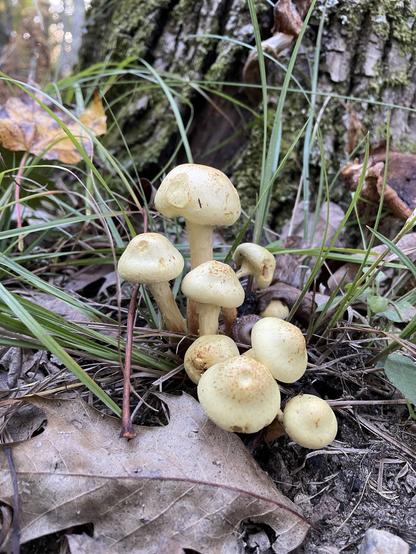 A cluster of yellowish mushrooms grows among dried leaves and grass, with a tree trunk partially visible in the background.
