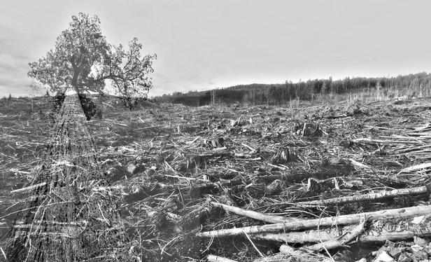 A giant old growth Douglas fir tree, overlaid on a photo of large clearcutted forest tract. It spans up mountain & runs for a few kilometres.
Black and white photo.