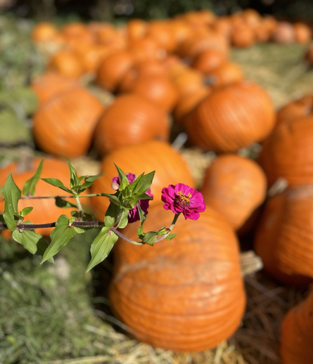 Fuchsia zinnia bloom (bright pink petals with yellow center) against an intentionally blurred background of orange pumpkins.