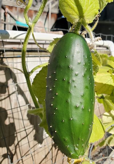 A thick, medium length cucumber growing on vine.
