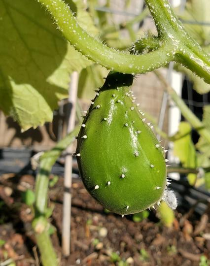 A bulbous like cucumber growing on vine.