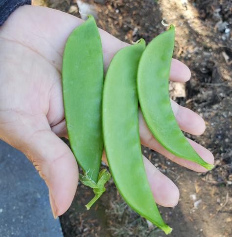 3 large Oregon snowpeas in my Mom's hand.