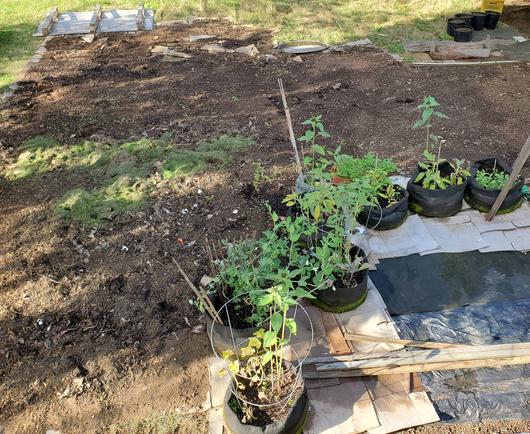 Soil remediation & lawn suppression project with sheet mulching method. Potted food plants are on the right.