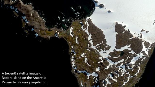 satellite Image - Robert Island on the Antarctic Peninsula, showing vegetation