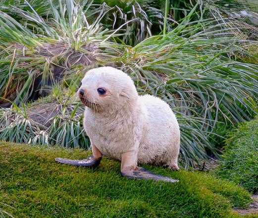 photo - seal pup amongst greenery