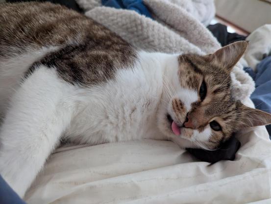 Tabby and white cat lying on his side on a bed, eyes almost shut and tongue protruding prominently