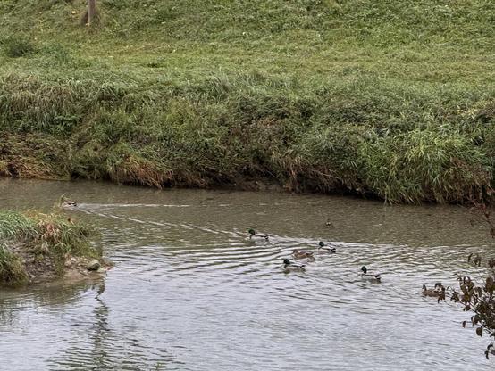 Group of ducks swimming in the Töss River near Winterthur, Switzerland #1
