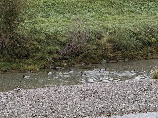 Group of ducks swimming in the Töss River near Winterthur, Switzerland #1