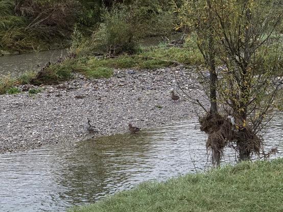 Group of ducks chilling on an island inside the Töss river near Winterthur, Switzerland