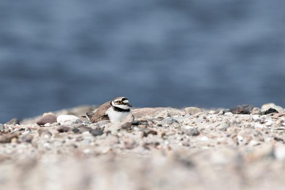 Ein gut getarnter schwarz-grau-weißer Vogel mit gelbem Ring ums Auge an einem steinigen Strand. Er oder sie sitzt flach auf einer Mulde, in der vermutlich Eier liegen. Im Hintergrund sind verschwommene Wellen zu erkennen.
