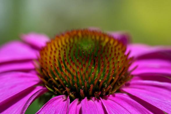 Vibrant pink petals surround the spiky, green, and orange center of a flower. Close-up details capture the intricate patterns and vivid colors. Macro Photography by Debra Martz