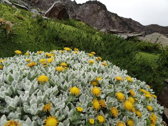 A plant which appears as a green/grey mound of small, thick, furry leaves with yellow compound flowers dotting the top of it. In the background are rugged, barren, dark mountaintops, and just behind the ground is a mat of varied mosses.