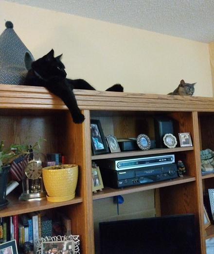 A big black cat is lying lazily next to a yurt-styled cat bed on top of a wooden bookcase/entertainment center.  One of his forelegs is dangling over the edge.  To the right, a dilute tortoiseshell cat with fur in muted tones of grey, orange and white is lying peacefully.