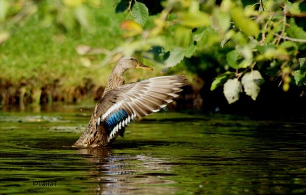 Eine Stockente spannt ihre Flügel im Wasser, sodass der blaue Gefiederspiegel sichtbar wird.