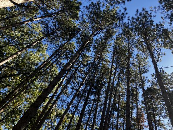Pines