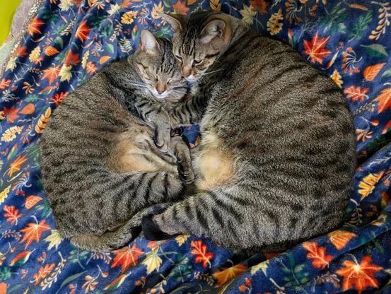 A photo of two tabby cats with identical coat patterns cuddled on a blanket (adorned with fall leaves) on a bed. They are cuddled belly-to-belly, and the cat on the right is a bit larger than the one on the left. Viewed top-down.