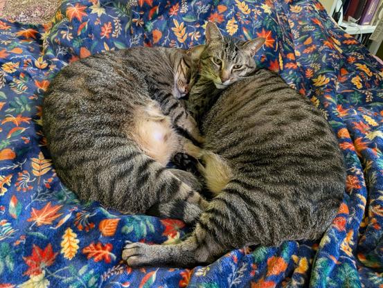 A photo of two tabby cats with identical coat patterns cuddled on a blanket (adorned with fall leaves) on a bed. They are cuddled belly-to-belly, and the cat on the right is a bit larger than the one on the left. Viewed top-down.