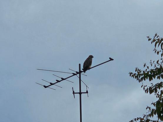 red-tailed hawk on a TV antenna