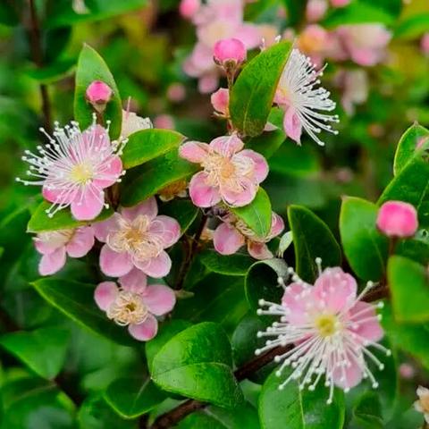 pink midgem berry