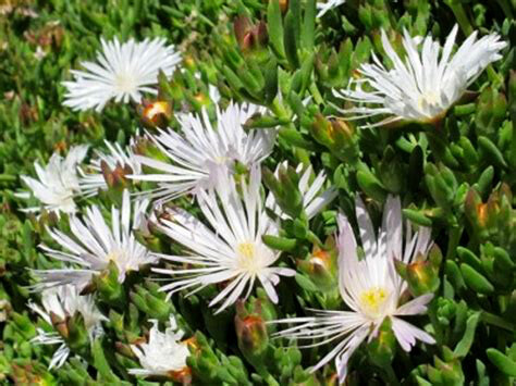 white pigface/iceplant