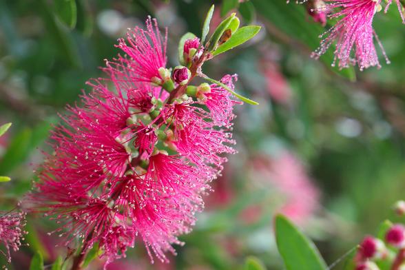 callistemon candy burst