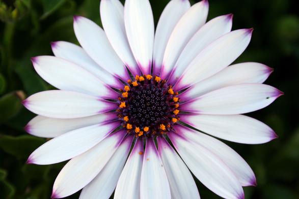 white African daisy