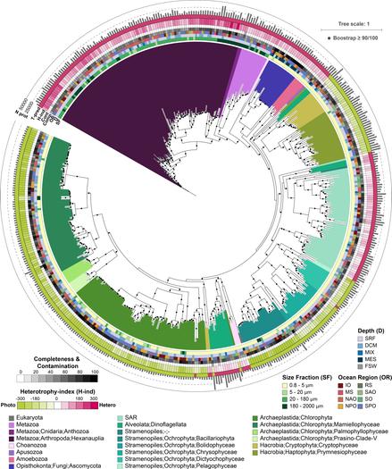 large complicated circular evolutionary tree