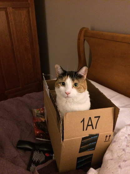 A calico cat sitting in a box