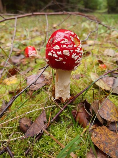 Kleiner Fliegenpilz auf Waldboden