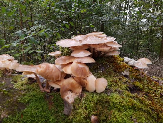 Beigebraune Pilzkolonie auf einem bemoosten Baum