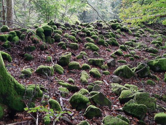 Bemooste Felsbrocken im Wald