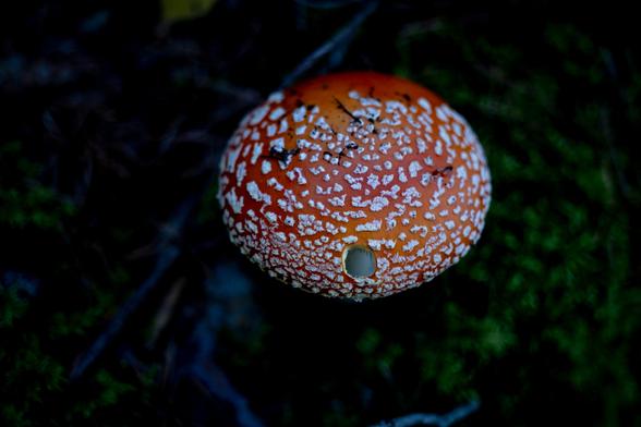 Amanita foradada als boscos de la Vall de Ribes