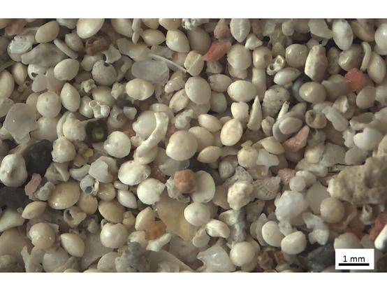 Sand sample from Elafonisos, Greece, with abundant A. lobifera shells, as well as shells and shell fragments from snails and other organisms