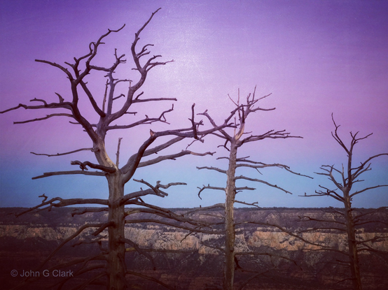 3dead tree trunks tracking up into a sky with distinct blue and purple bands