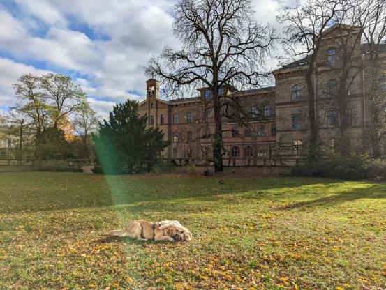Two golden dogs at play on a lawn next to a very old building, abundant afternoon sunshine.