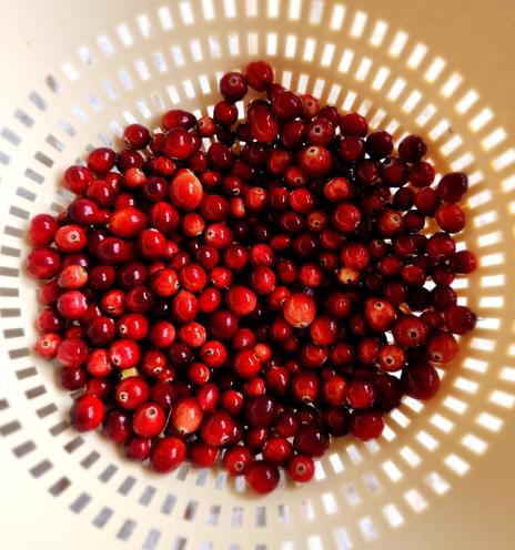 Wild cranberries, washed and cleaned, in a white colander.