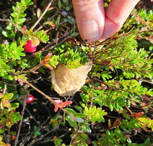 A praying mantis egg sack in the cranberry bog.